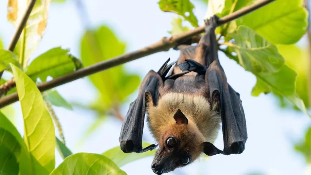 Se ha revelado la razón detrás de la baja incidencia de cáncer en los murciélagos.